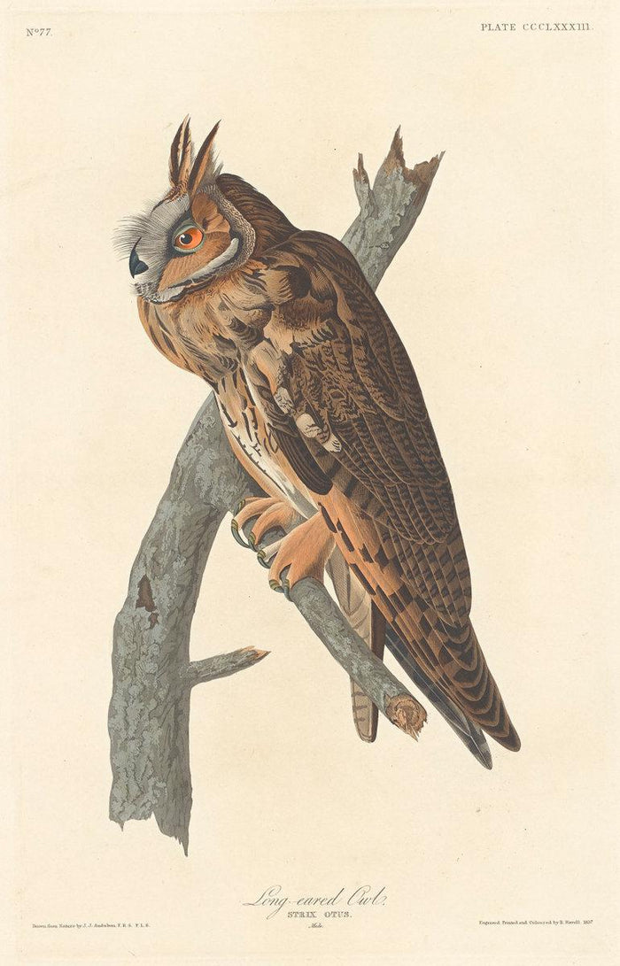 Robert Havell after John James Audubon:Long-eared Owl,16x12