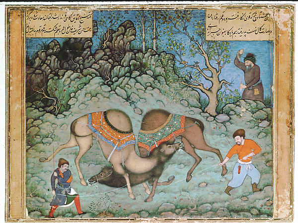Two Fighting Camels c1590-Abd al-Samad,16x12