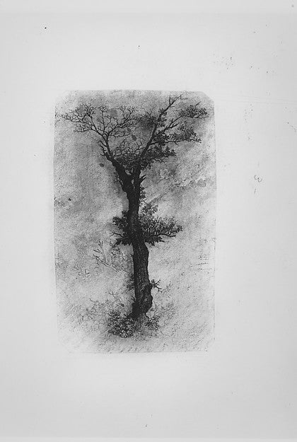Étude d'un Arbre  19th cent-Rodolphe Bresdin,16x12"(A3) Poster
