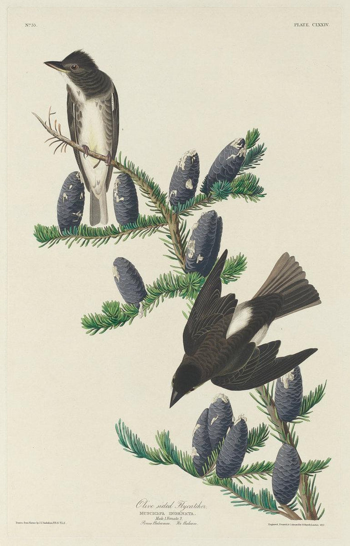 Robert Havell after John James Audubon:Olive-sided Flycatche,16x12