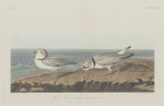 Robert Havell after John James Audubon:Piping Plover,16x12"(A3) Poster