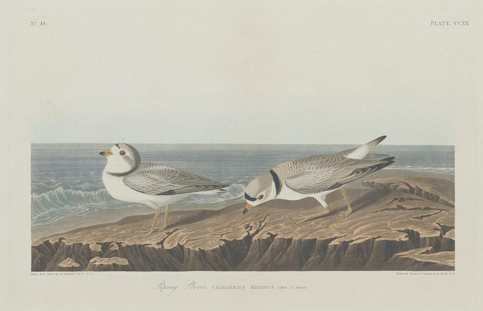 Robert Havell after John James Audubon:Piping Plover,16x12