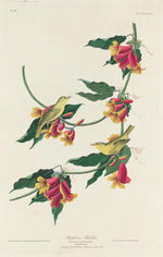 Robert Havell after John James Audubon:Rathbone Warbler,16x12"(A3) Poster