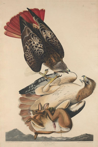 Robert Havell after John James Audubon:Red Tailed Hawk,16x12"(A3) Poster
