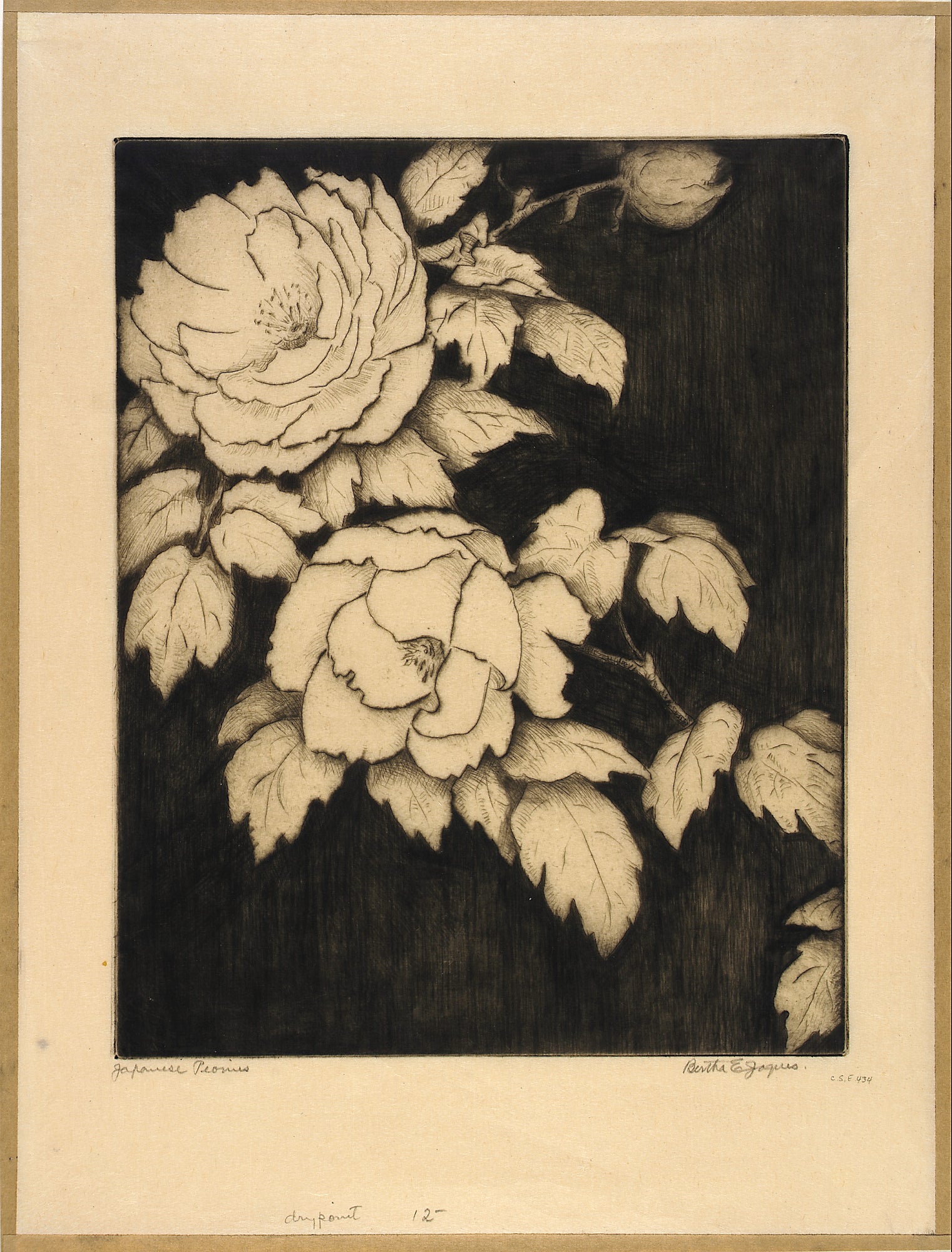 Bertha E. Jaques:Japanese Peonies,16x12"(A3)Poster