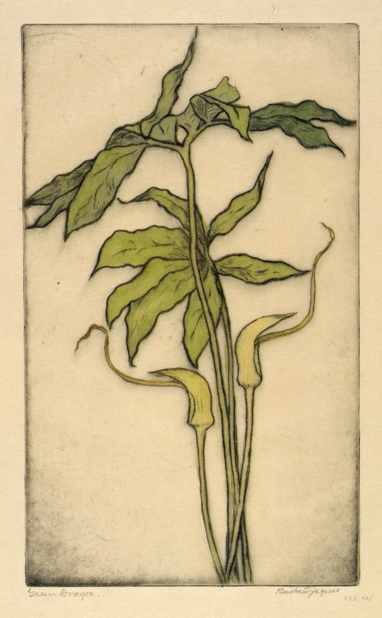 Bertha E. Jaques:Green Dragon,16x12"(A3)Poster