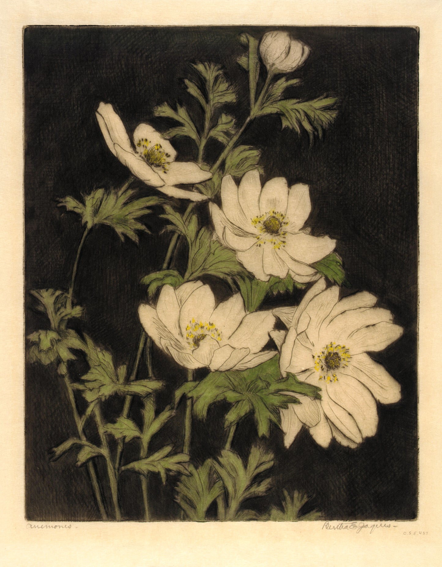 Bertha E. Jaques:Anemones,16x12"(A3)Poster