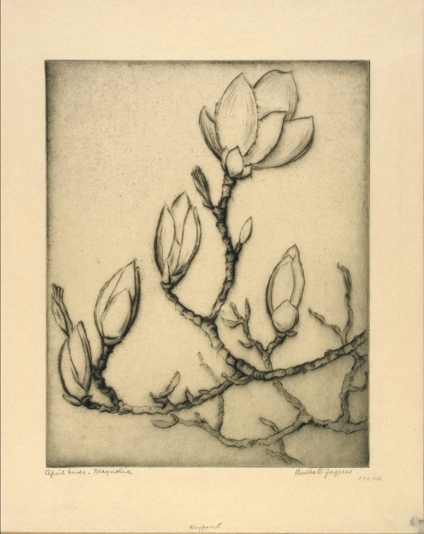 Bertha E. Jaques:April Buds--Magnolia,16x12"(A3)Poster