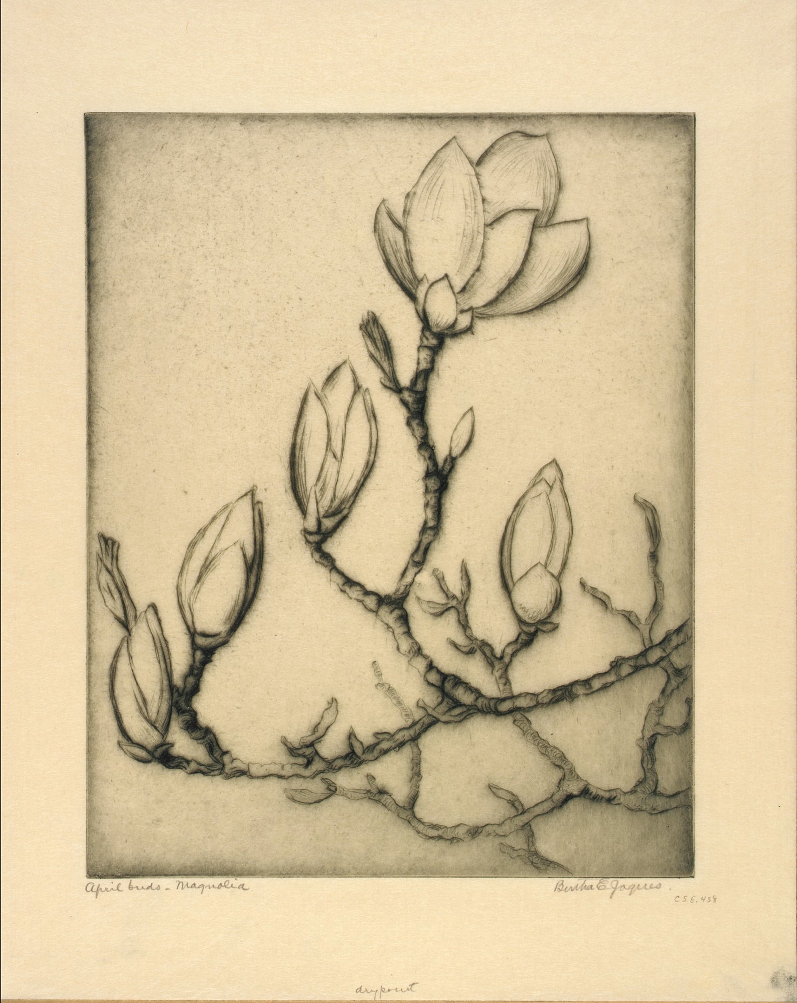 Bertha E. Jaques:April Buds--Magnolia,16x12"(A3)Poster