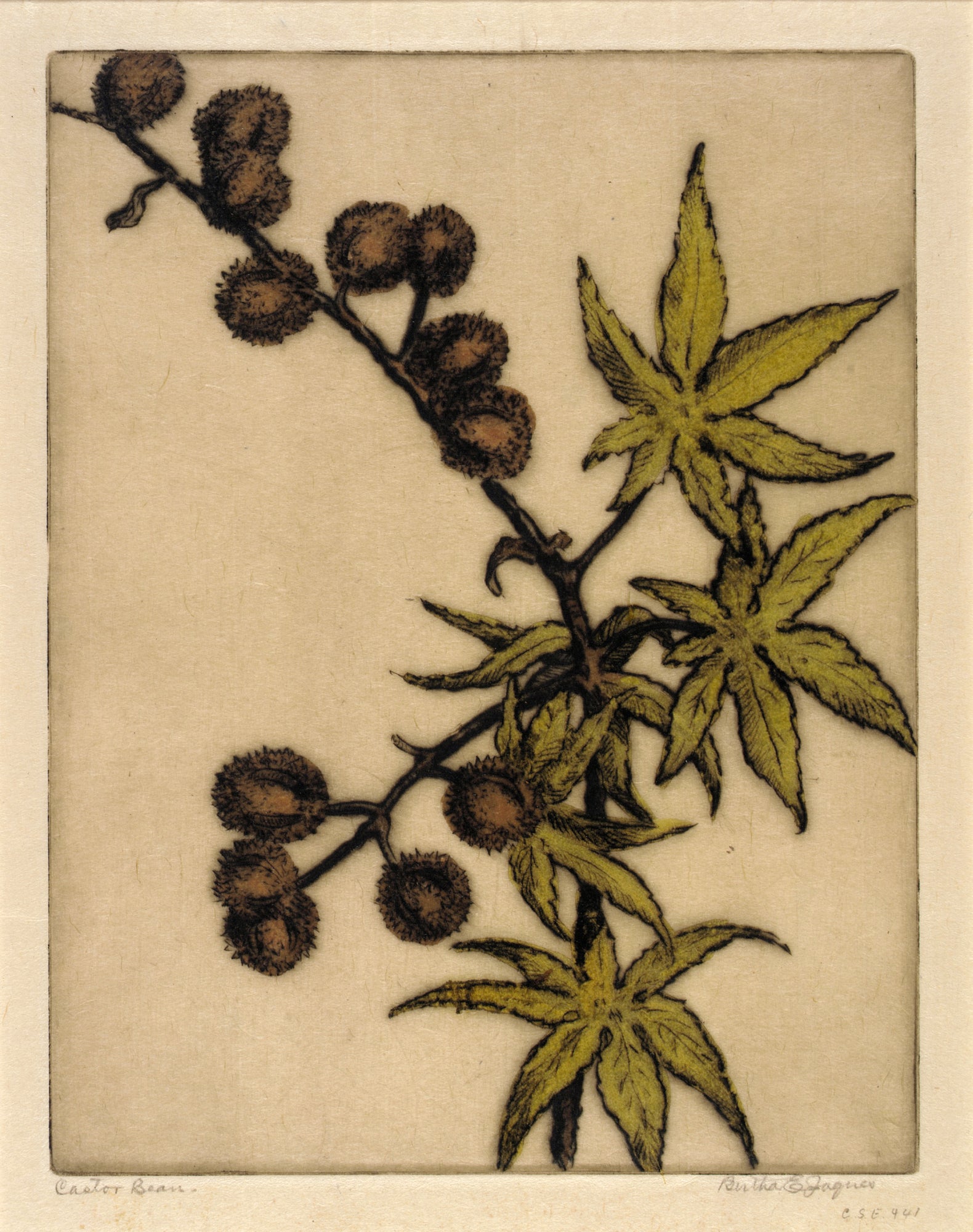 Bertha E. Jaques:Castor Bean,16x12"(A3)Poster