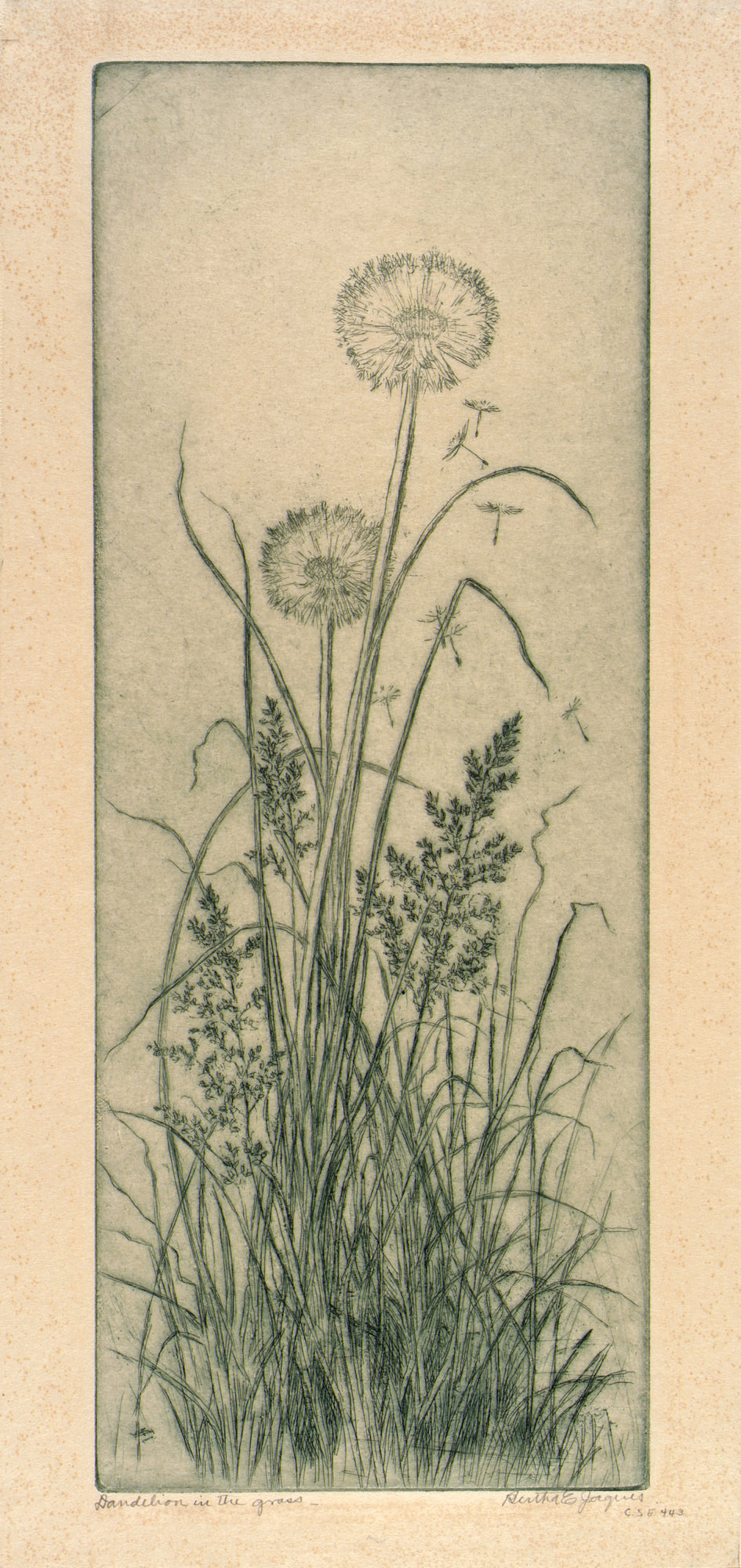 Bertha E. Jaques:Dandelion in the Grass,16x12"(A3)Poster