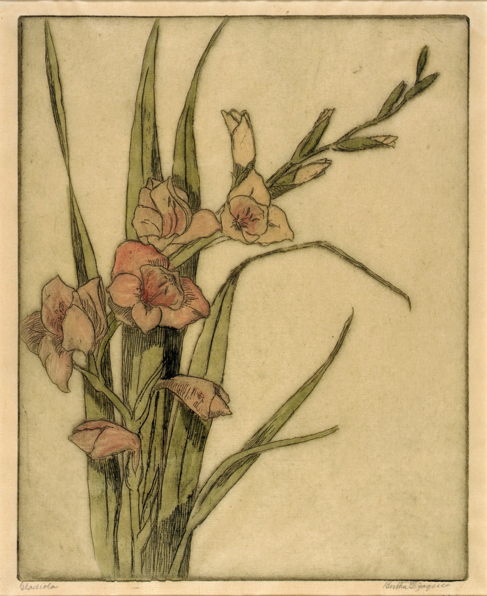 Bertha E. Jaques:Gladiola,16x12"(A3)Poster