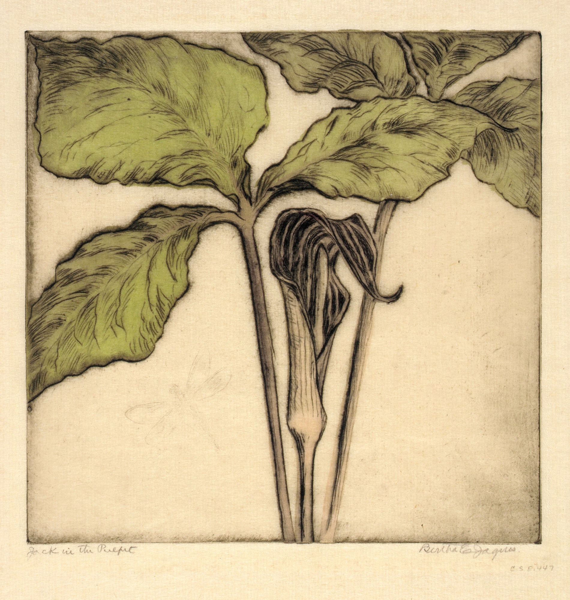 Bertha E. Jaques:Jack in the Pulpit,16x12"(A3)Poster