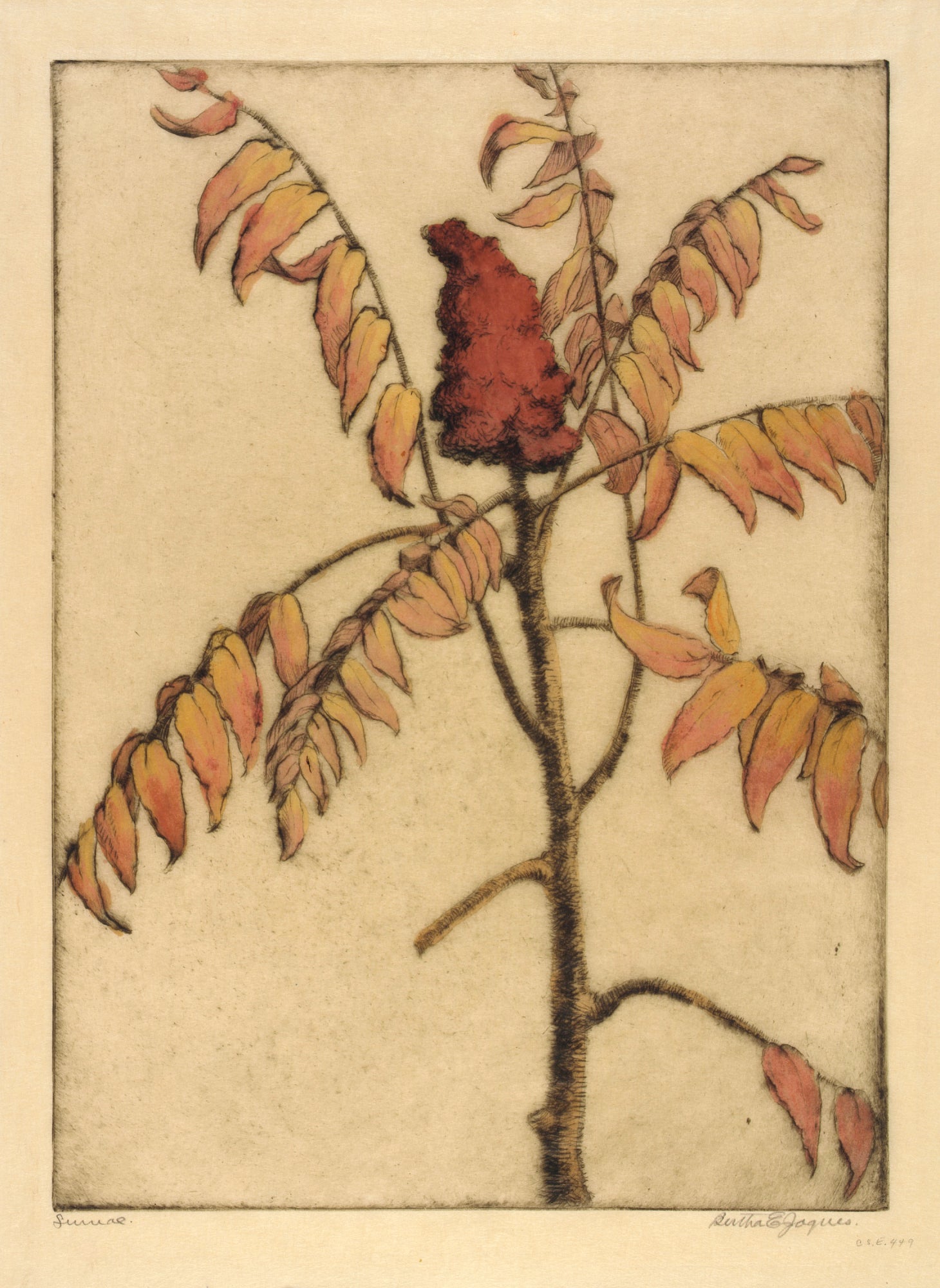 Bertha E. Jaques:Sumac,16x12"(A3)Poster
