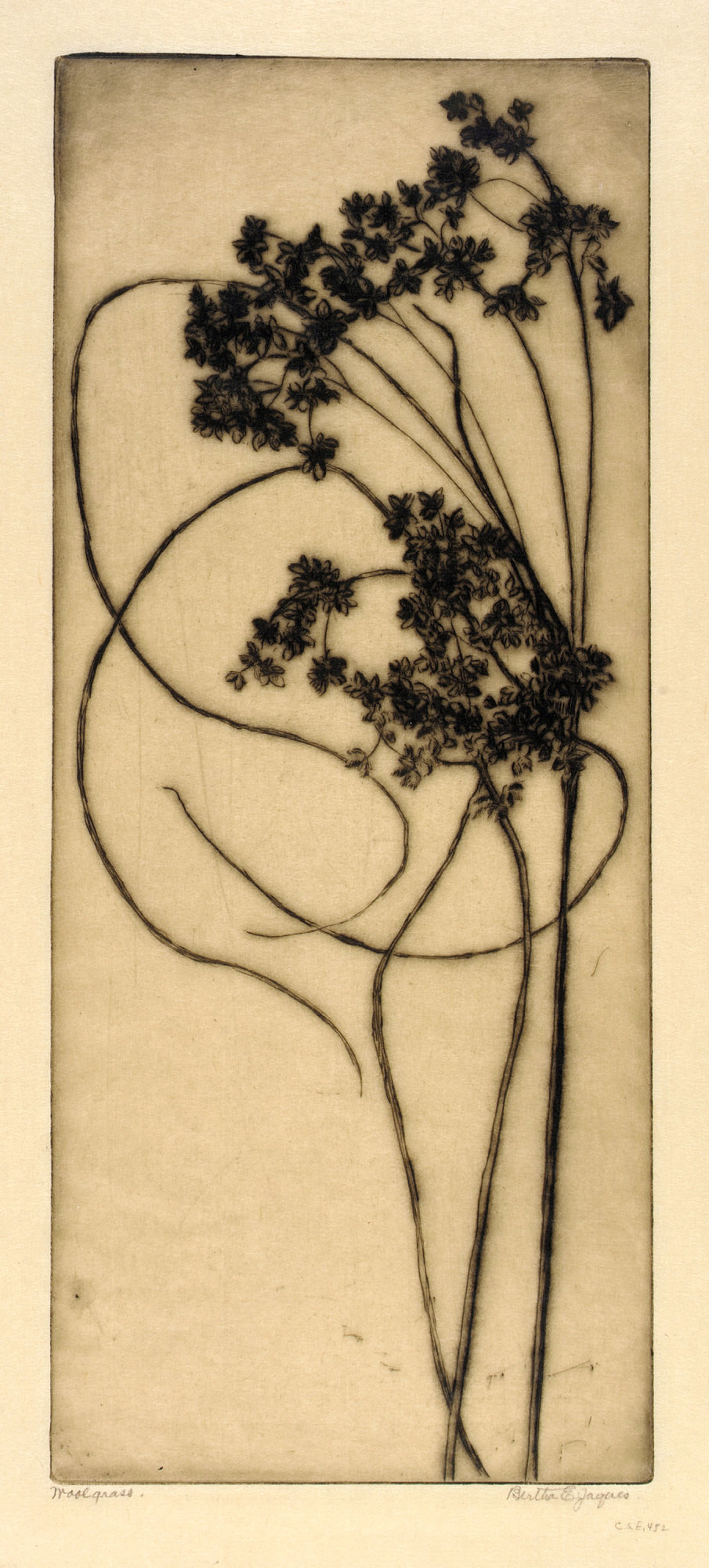 Bertha E. Jaques:Woolgrass,16x12"(A3)Poster