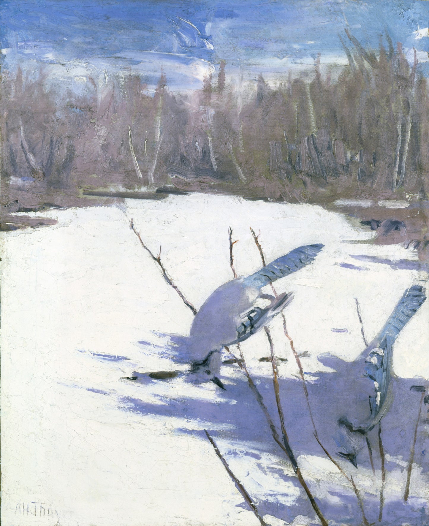 Abbott Handerson Thayer:Blue Jays in Winter, study for book ,16x12"(A3)Poster