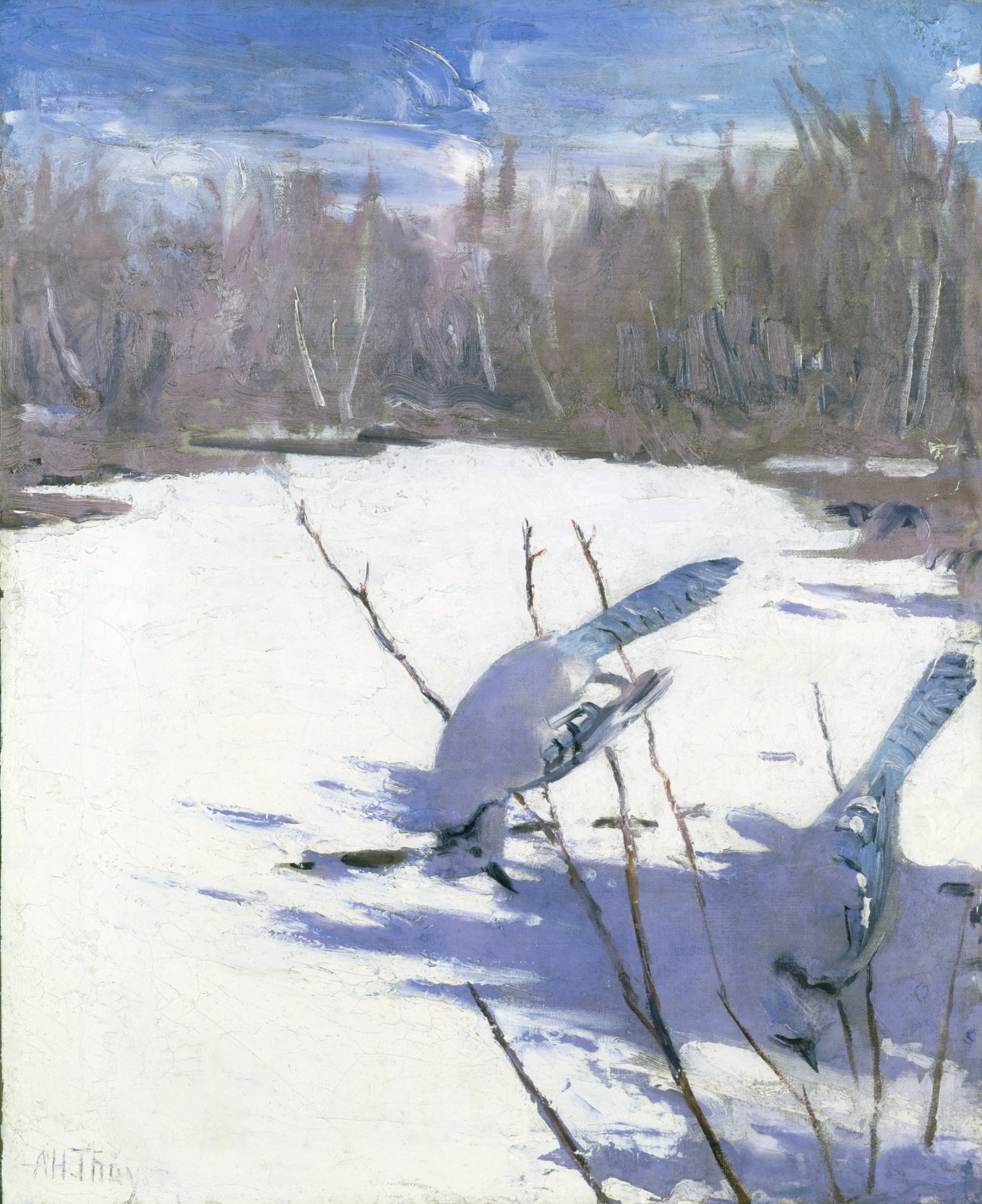Abbott Handerson Thayer:Blue Jays in Winter, study for book ,16x12"(A3)Poster