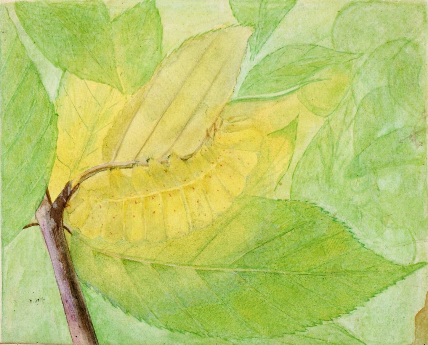 Abbott Handerson Thayer:Lunar Caterpillar, study for book Co,16x12"(A3)Poster