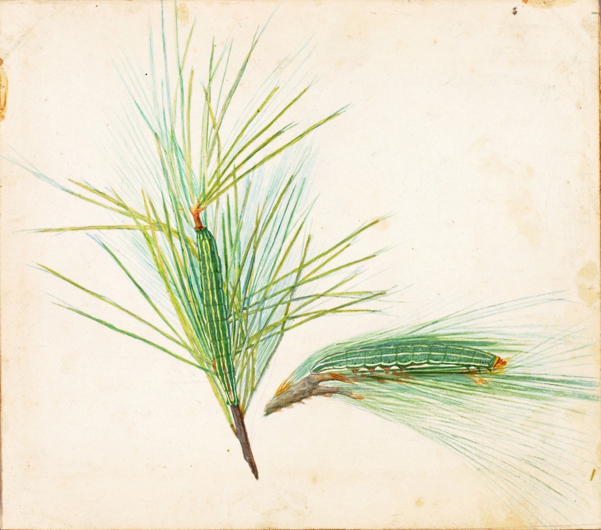 Gerald H. Thayer:Pine-Tuft Caterpillar, study for book Conce,16x12"(A3)Poster