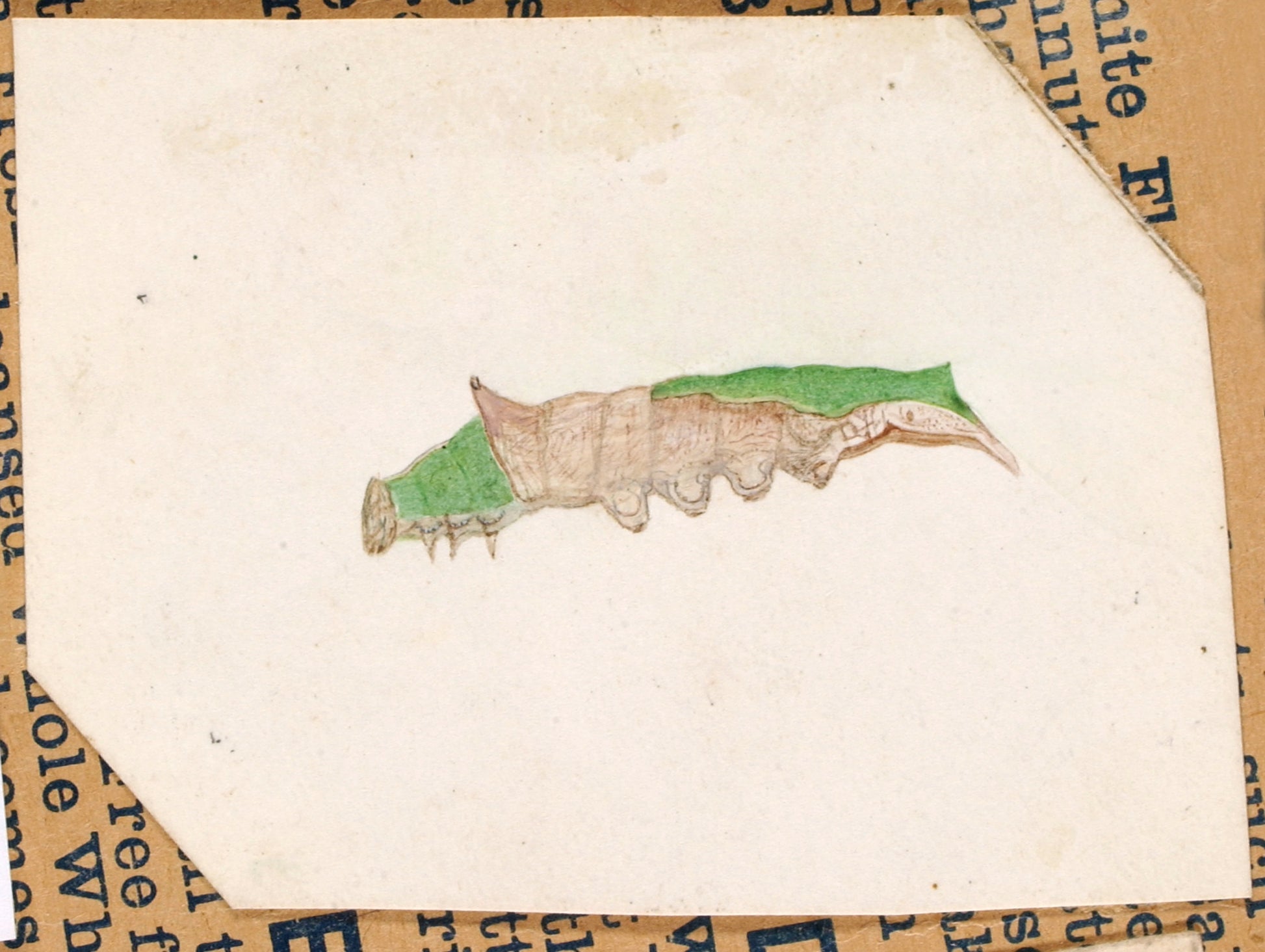 Gerald H. Thayer:Oak Leaf Edge Caterpillar, study for book C,16x12"(A3)Poster