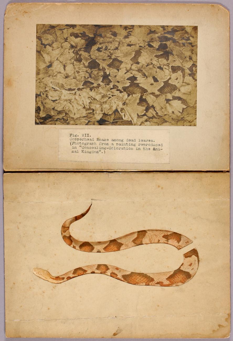 Abbott Handerson Thayer:Fig. VII Copperhead Snake among dead,16x12"(A3)Poster