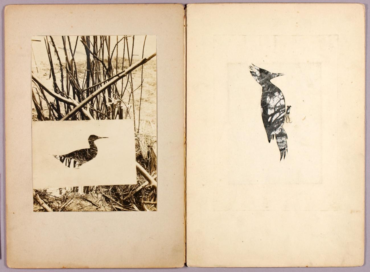 Abbott Handerson Thayer:Rail and Woodpecker, study folder fo,16x12"(A3)Poster