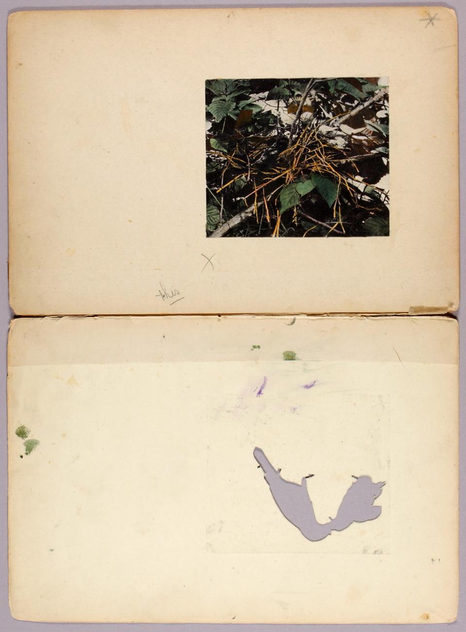 Abbott Handerson Thayer:Black-headed Grosbeak, study folder ,16x12"(A3)Poster