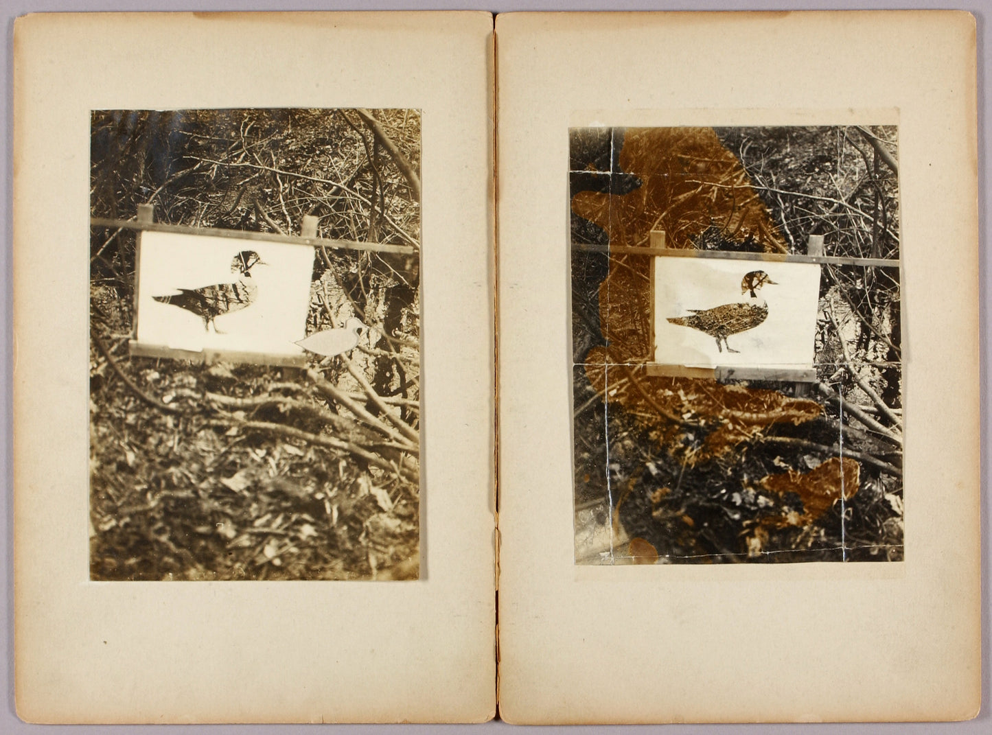 Abbott Handerson Thayer:Stencil Ducks, study folder for book,16x12"(A3)Poster