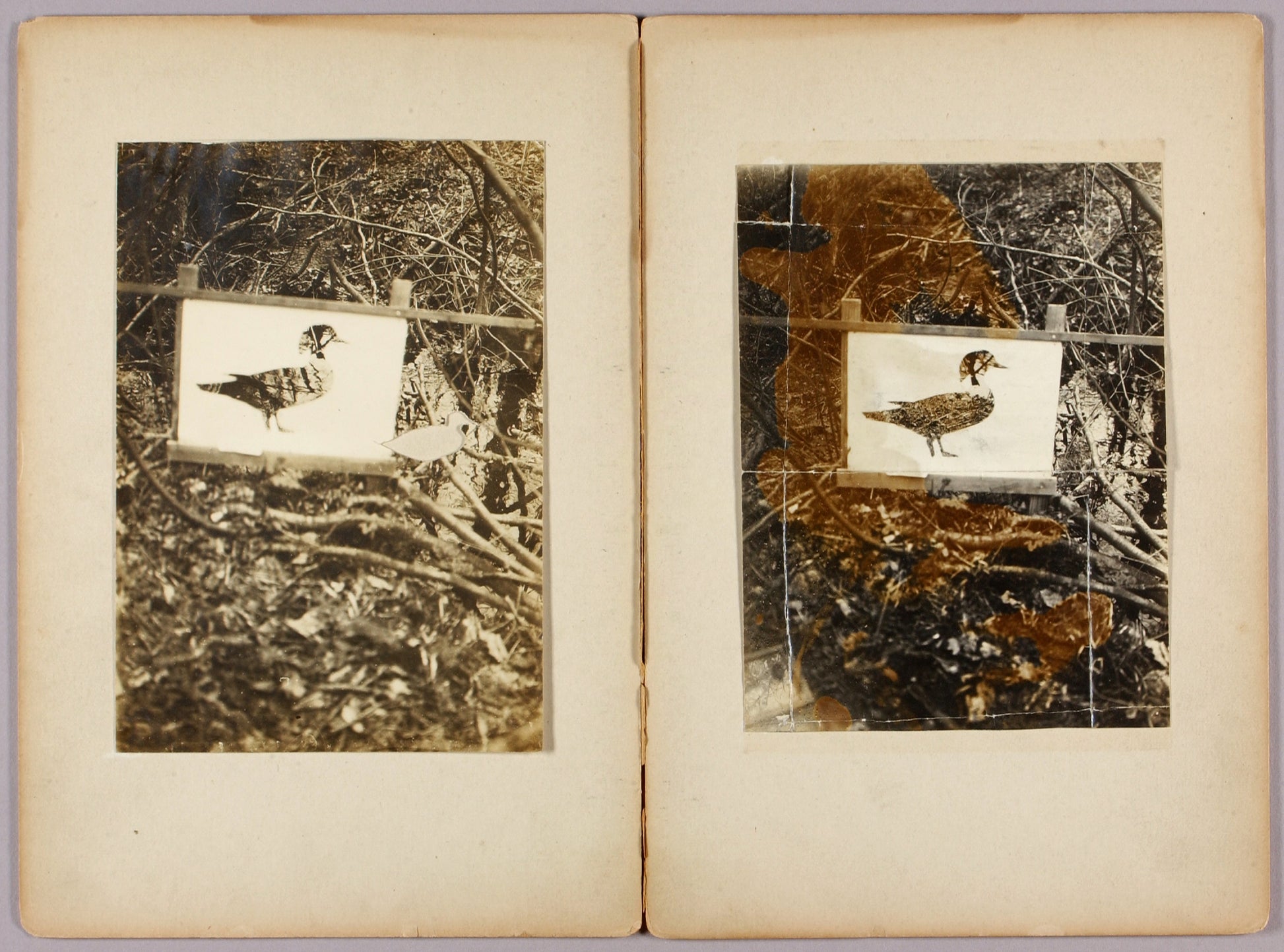Abbott Handerson Thayer:Stencil Ducks, study folder for book,16x12"(A3)Poster