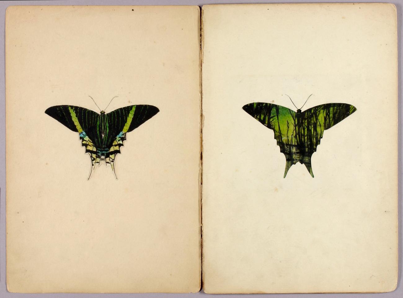 Abbott Handerson Thayer:Urania Moth, study folder for book C,16x12"(A3)Poster