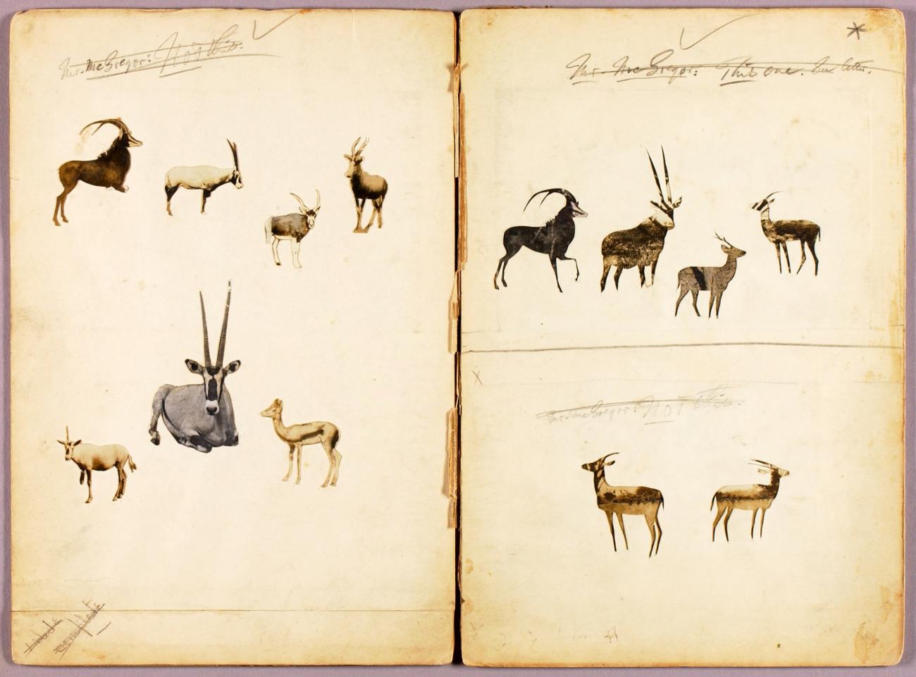 Abbott Handerson Thayer:Antelopes, study folder for book Con,16x12"(A3)Poster