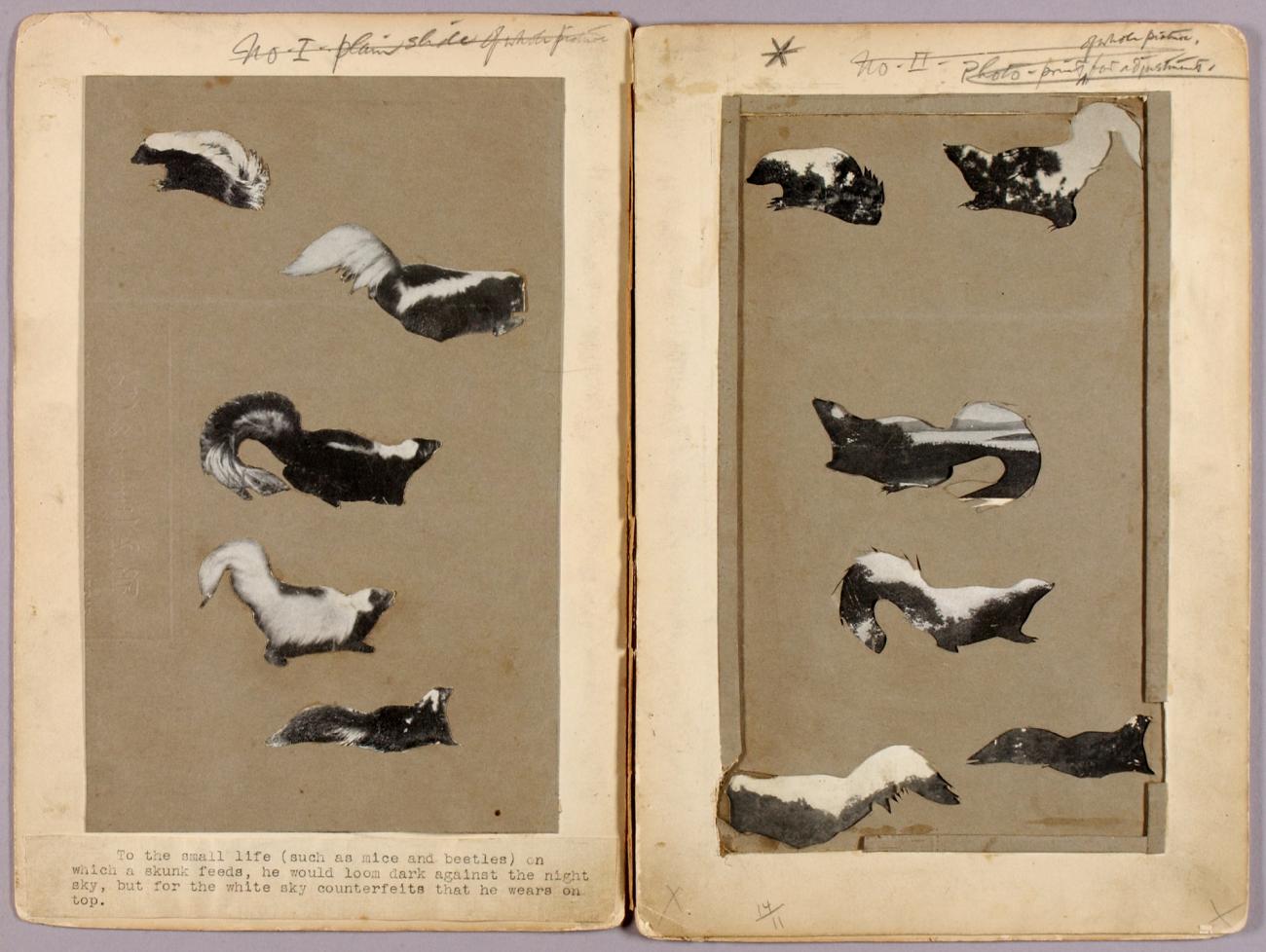 Abbott Handerson Thayer:Skunks, study folder for book Concea,16x12"(A3)Poster