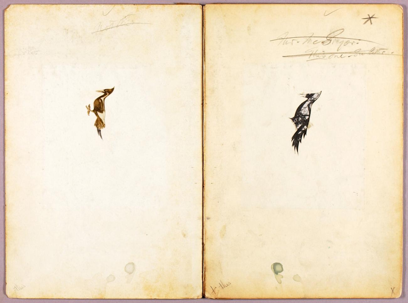 Abbott Handerson Thayer:Woodpeckers, study folder for book C,16x12"(A3)Poster