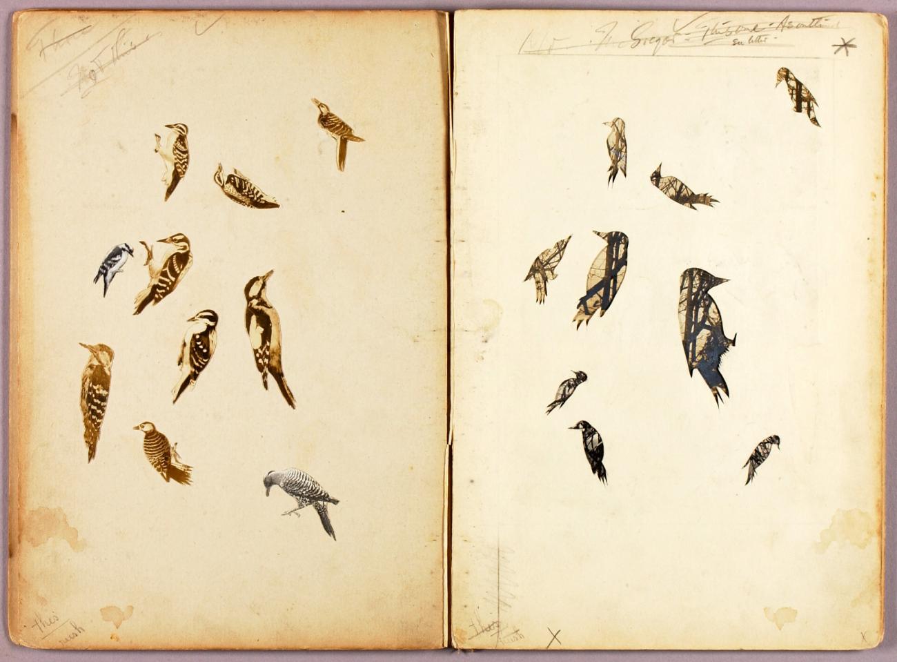 Abbott Handerson Thayer:Woodpecker, study folder for book Co,16x12"(A3)Poster