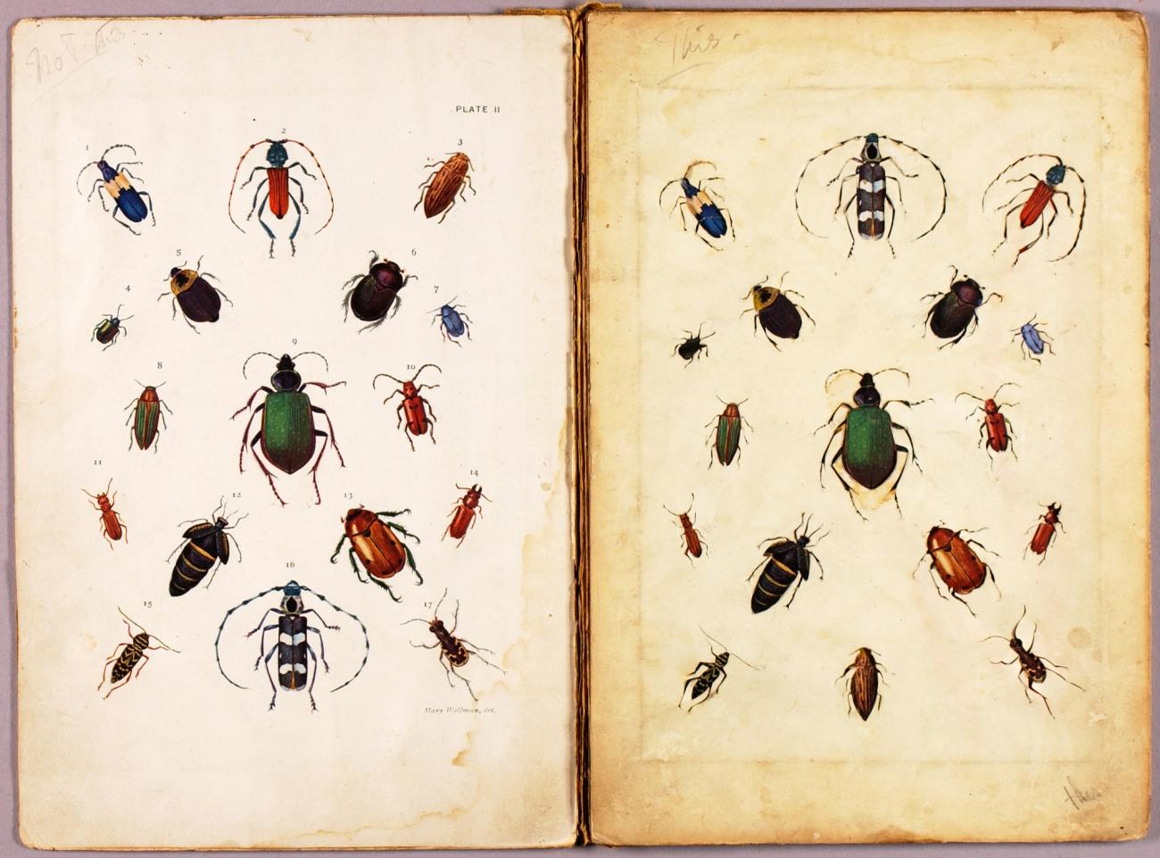 Abbott Handerson Thayer:INSECTS--Colored beetles, landscape,,16x12"(A3)Poster