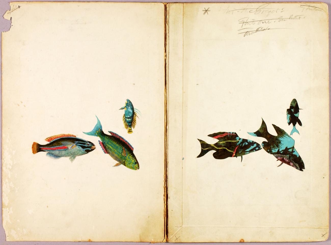 Abbott Handerson Thayer:FISH, study folder for book Conceali,16x12"(A3)Poster