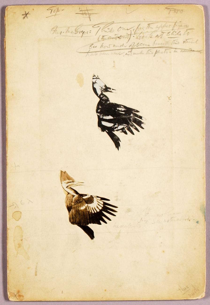 Abbott Handerson Thayer:2 Rush stencils, study folder for bo,16x12"(A3)Poster
