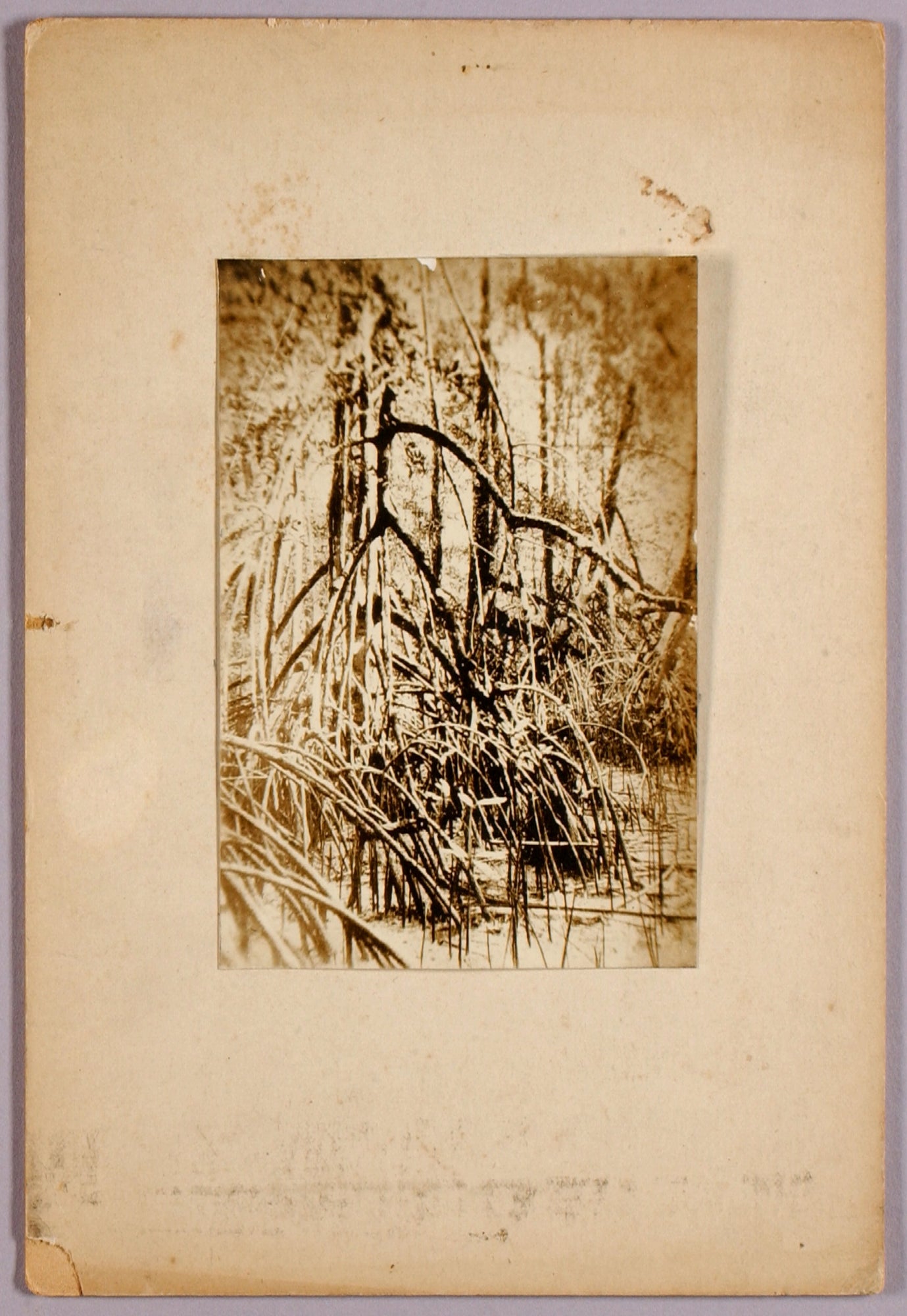 Abbott Handerson Thayer:Photo of marsh, study folder for boo,16x12"(A3)Poster