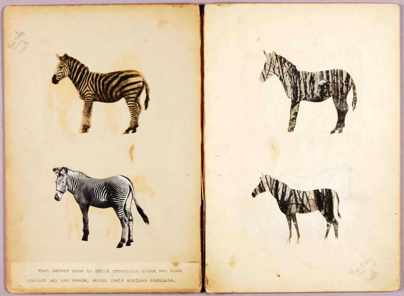 Abbott Handerson Thayer:Zebras, study folder for book Concea,16x12"(A3)Poster