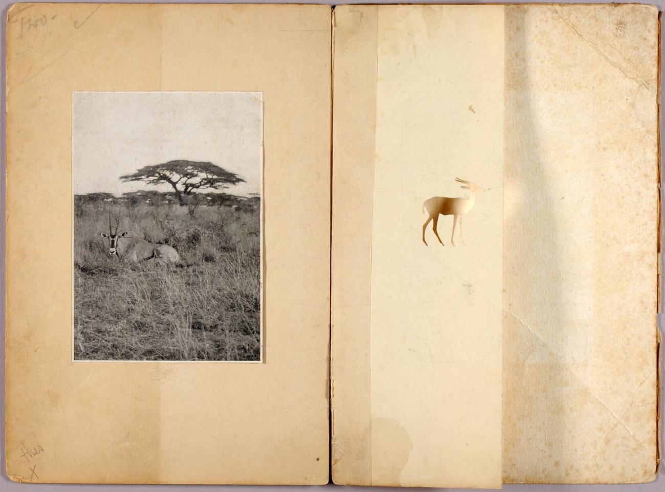 Abbott Handerson Thayer:Two Antelopes, study folder for book,16x12"(A3)Poster