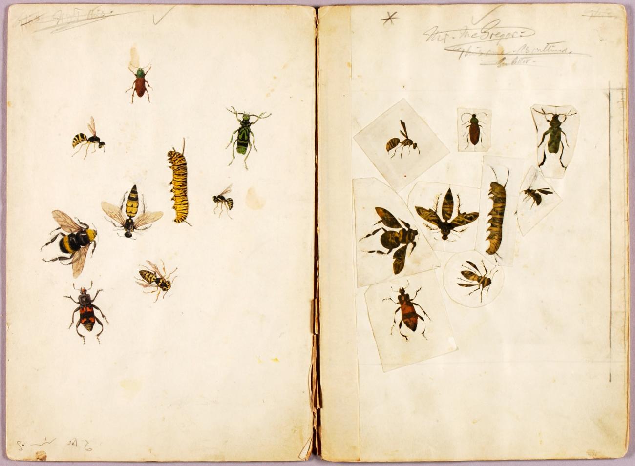 Abbott Handerson Thayer:Insects--Colored, study folder for b,16x12"(A3)Poster