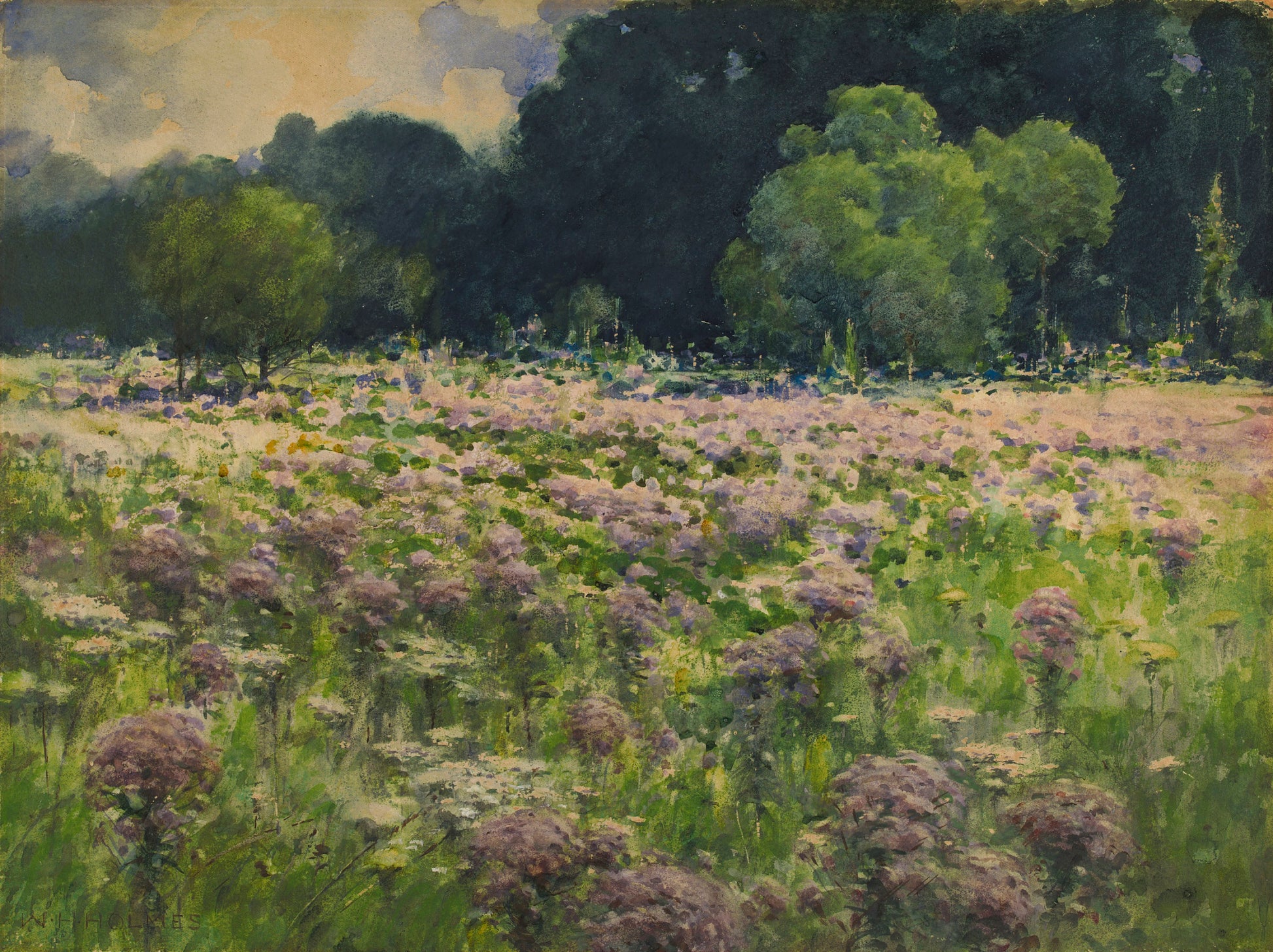 William Henry Holmes:Field of Joe Pie Weeds (Pride of the Me,16x12"(A3)Poster