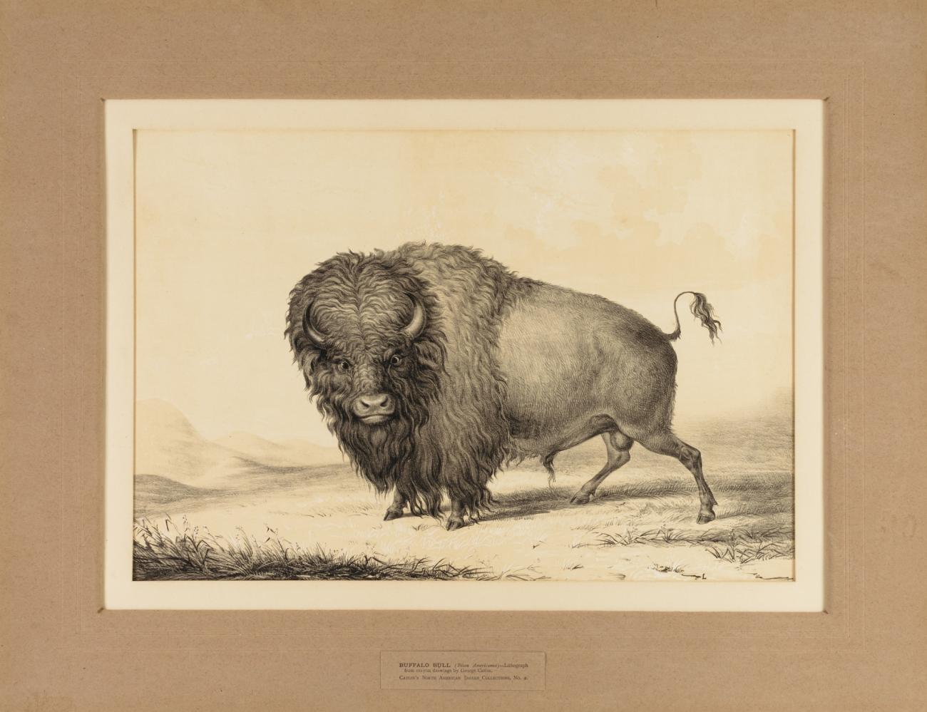 George Catlin:Buffalo Bull--no. 2,16x12"(A3)Poster