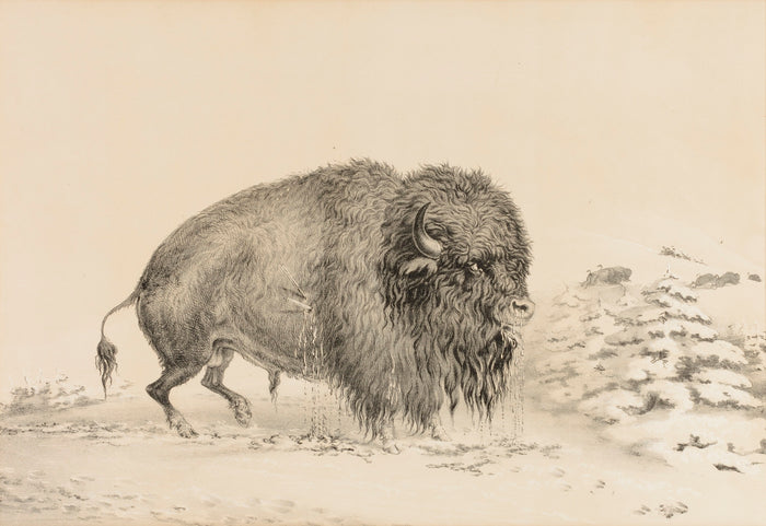 George Catlin:Severely Wounded Buffalo--no. 16,16x12