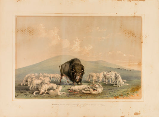 George Catlin:Buffalo Hunt, White Wolves Attacking a Buffalo,16x12"(A3)Poster