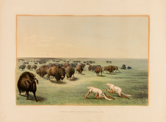 George Catlin:Buffalo Hunt, under the White Wolfskin--no. 13,16x12"(A3)Poster