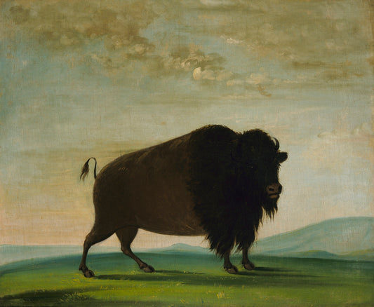 George Catlin:Buffalo Cow, Grazing on the Prairie,16x12"(A3)Poster