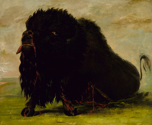 George Catlin:Dying Buffalo, Shot with an Arrow,16x12"(A3)Poster