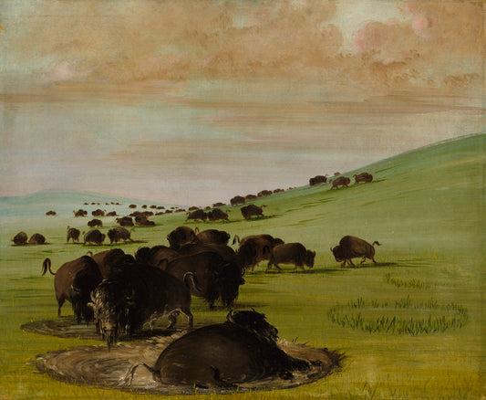 George Catlin:Buffalo Bulls in a Wallow,16x12"(A3)Poster