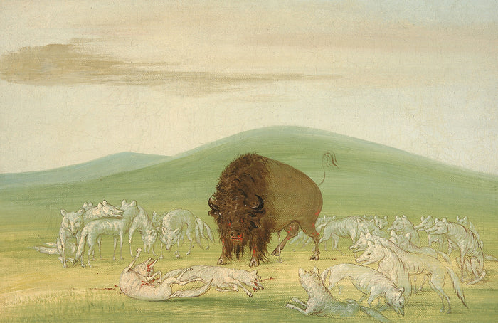 George Catlin:Wounded Buffalo Bull Surrounded by White Wolve,16x12